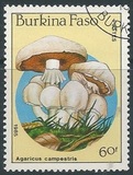 [Fungi, 유형 CH]