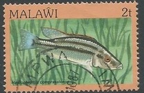 [Fish, type MG]