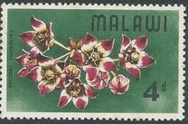 [Wild Flowers, 類型 AY]