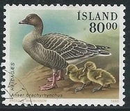 [Birds - Ducks, type RQ]