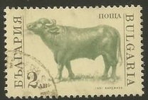 [Domestic Animals, type EKJ]