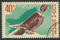 [Birds - Pigeons, Typ FGG]