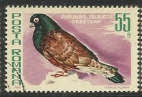[Birds - Pigeons, Typ FGH]