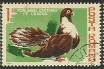 [Birds - Pigeons, Typ FGI]
