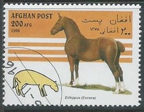 [Horses, type AMR]