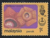 [Flowers, प्रकार AX]