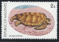 [Turtle Conservation Campaign, type AFL]
