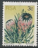 [Flora - Protea Plants, Tip PI]