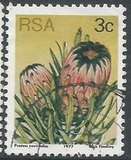 [Flora - Protea Plants, Tip PI]