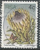[Flora - Protea Plants, Tip PJ]