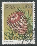 [Flora - Protea Plants, Tip PP]