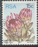 [Flora - Protea Plants, Tip PQ]
