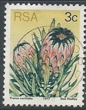 [Flora - Protea Plants, Tip PI]