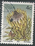 [Flora - Protea Plants, Tip PJ]
