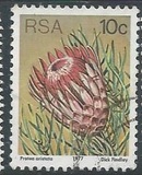 [Flora - Protea Plants, Tip PP]