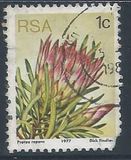 [Flora - Protea Plants, тип PG]