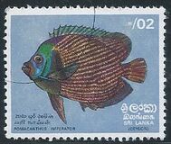 [Fish, տեսակ D]