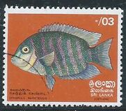 [Fish, տեսակ E]