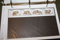 [Endangered Animals - Gemsbok, වර්ගය AZ]