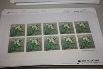 [Ryukyu Flowers, 类型 CY]