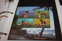 [Khun Tongdaeng (Dogs), 類型 DLN]