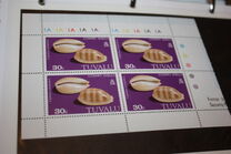 [Cowrie Shells, प्रकार DN]