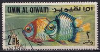[Fish of the Arabian Gulf, Tipi GC]