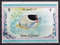 [Tropical Fish, type ACK]