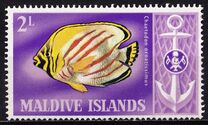 [Tropical Fish, Tip GS]