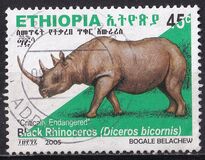 [Rinoceronte. Diceros bicornis., tipo BDR8]