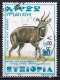 [Menelik´s Bushbuck, typ AZF5]
