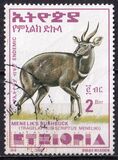[Menelik´s Bushbuck, typ AZF19]