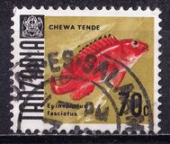 [Marine Life - Fish, type Y]