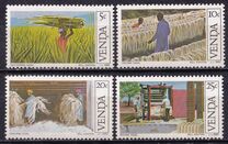 [Sisal Cultivation, type BB]