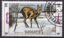 [Siberian Musk Deer, type BWH]