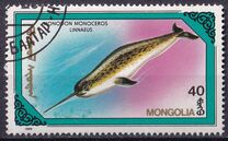 [Whales and Dolphins, 類型 BWR]