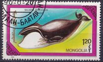 [Whales and Dolphins, 類型 BWV]