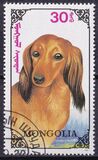 [Dogs, 유형 CDN]