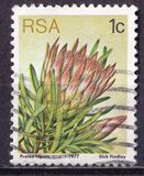 [Flora - Protea Plants, type PG]