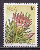 [Flora - Protea Plants, type PG]