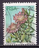 [Flora - Protea Plants, type PH]