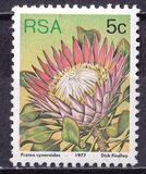 [Flora - Protea Plants, type PK]