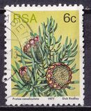 [Flora - Protea Plants, type PL]