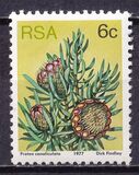 [Flora - Protea Plants, type PL]