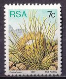 [Flora - Protea Plants, type PM]