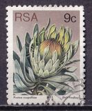 [Flora - Protea Plants, type PO]