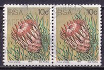 [Flora - Protea Plants, type PP]