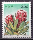 [Flora - Protea Plants, Tip PS]