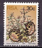 [Flora - Protea Plants, Tip PT]