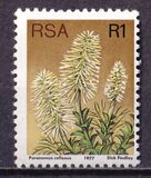 [Flora - Protea Plants, Tip PV]